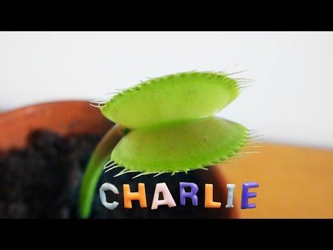 daniel william scott recommends Venus Fly Trap Charlie