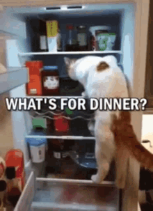 ai loc recommends what do you want for dinner gif pic