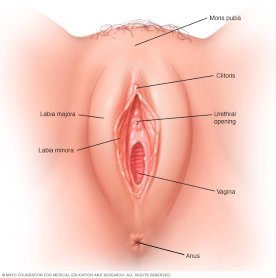 brian tannenbaum recommends Which Hole Does The Penis Go In